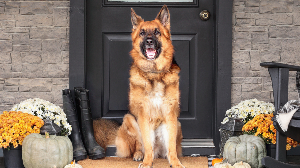 Le Dog Company | Keep Your Dog Safe & Happy on Thanksgiving Day