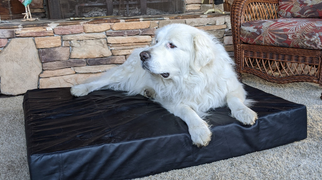 The Best Dog Bed for Large Dogs: Why Leather Changes Everything