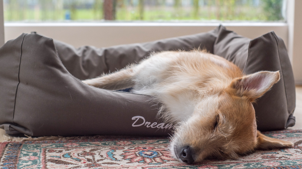 Why Most Dog Beds Need Constant Washing (And What to Do Instead)