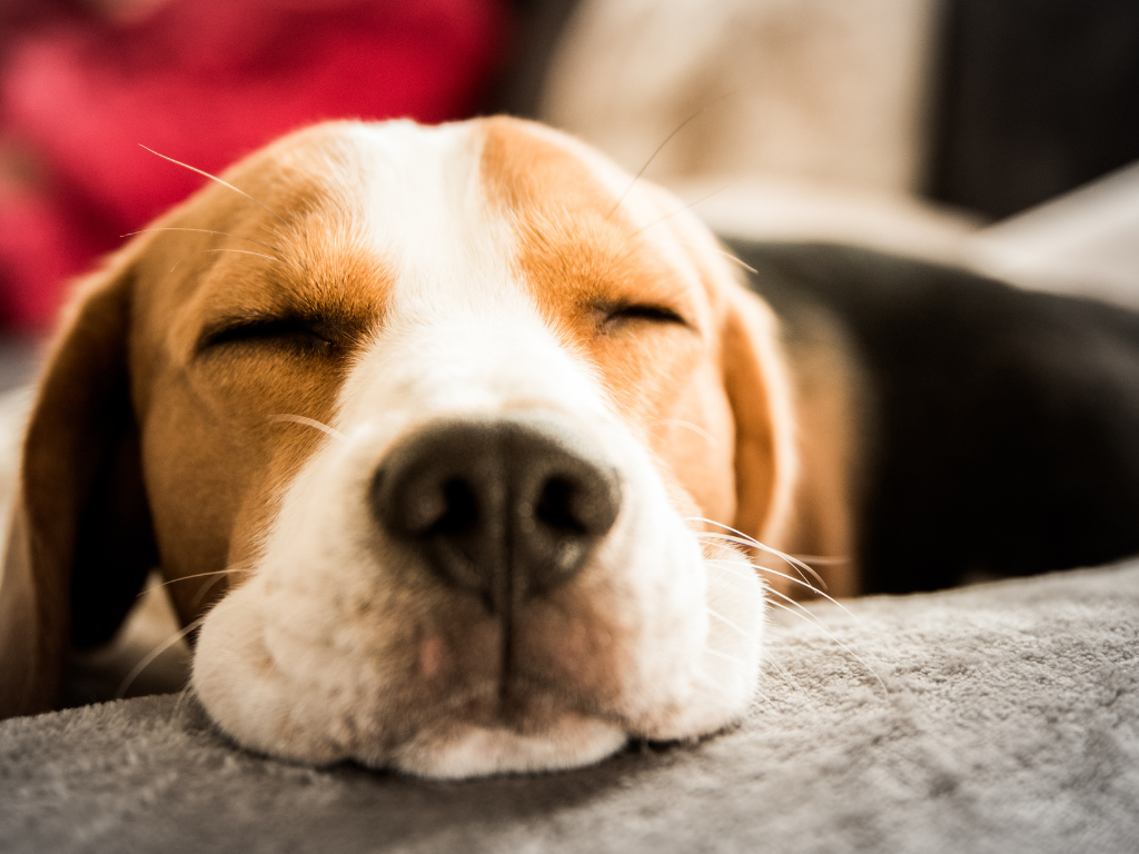Why Sleep Is Crucial To Your Dog's Health