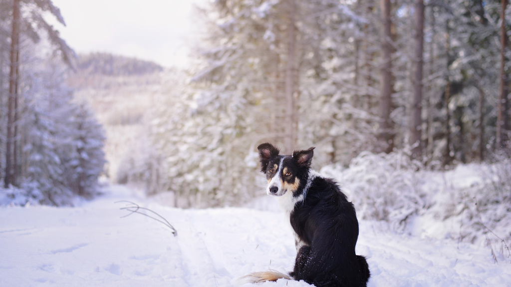How to keep your dog happy and healthy this winter
