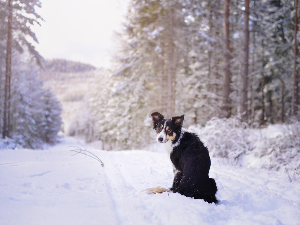 How to keep your dog happy and healthy this winter