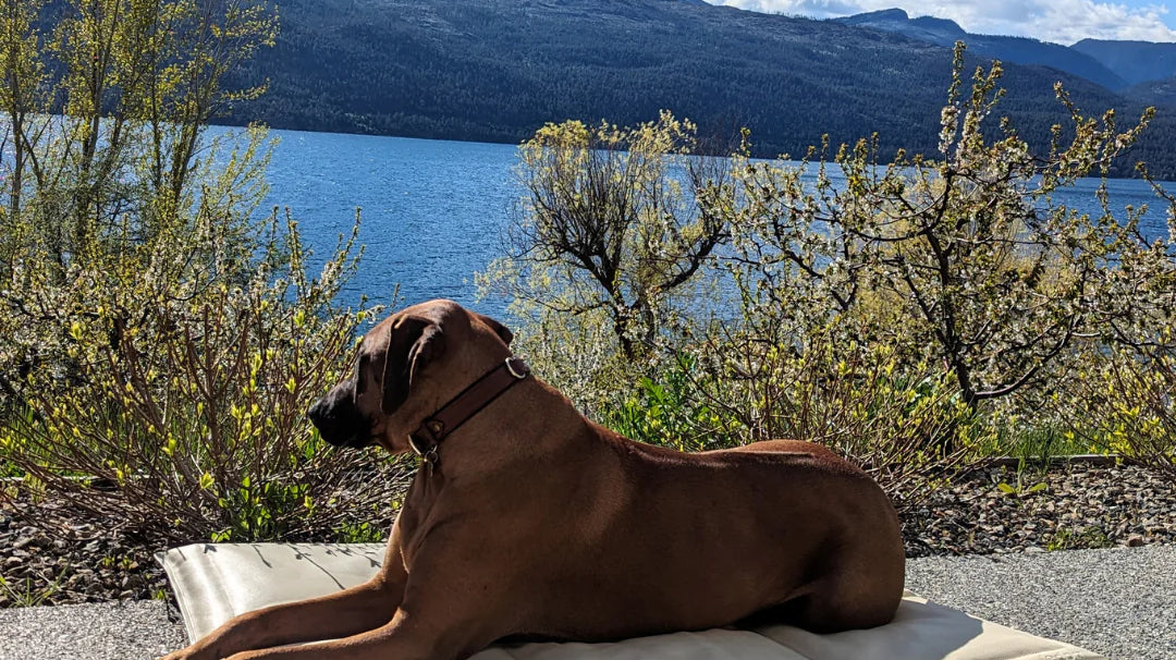 Pawsome Summer Adventures