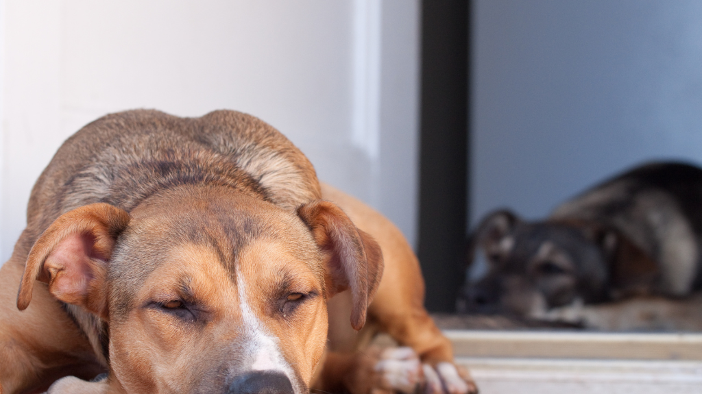 Decoding Your Dog's Sleeping Positions