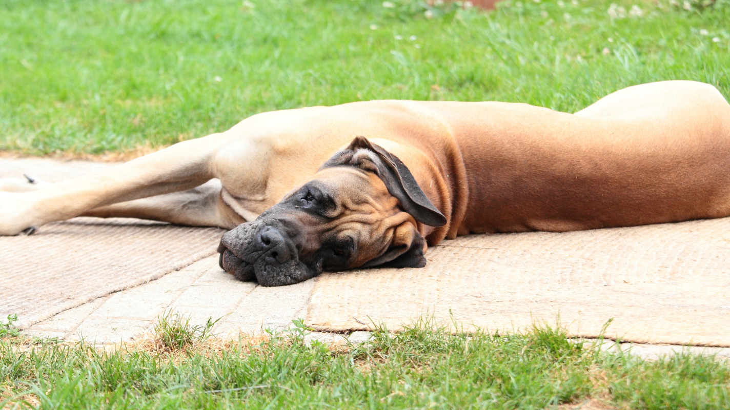 Giant Dog Breeds | The Best 5 Products For Big Dogs