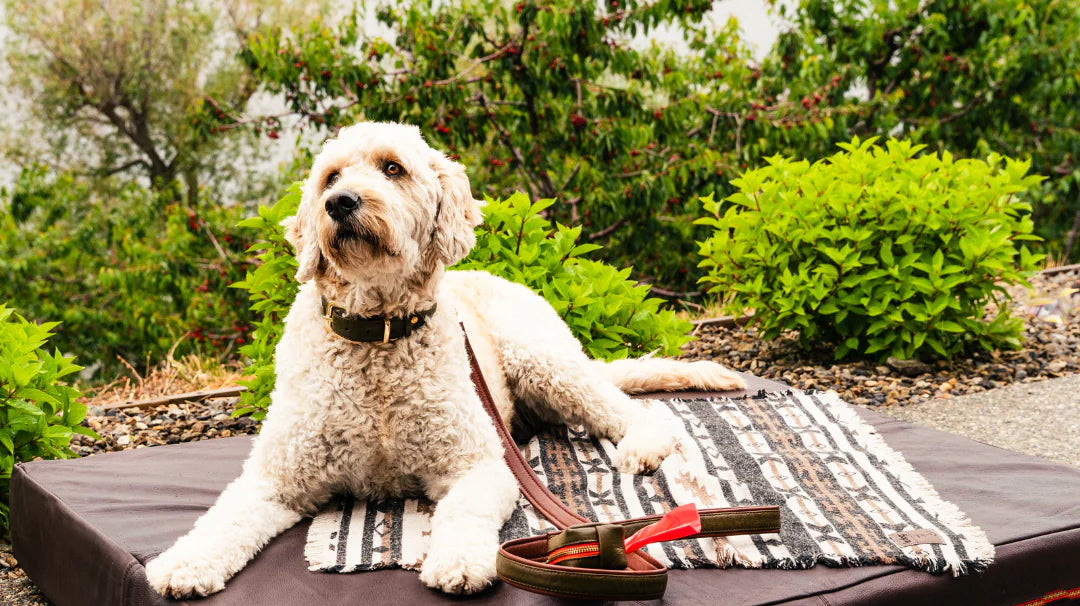 A Guide to a Dog's Day Out