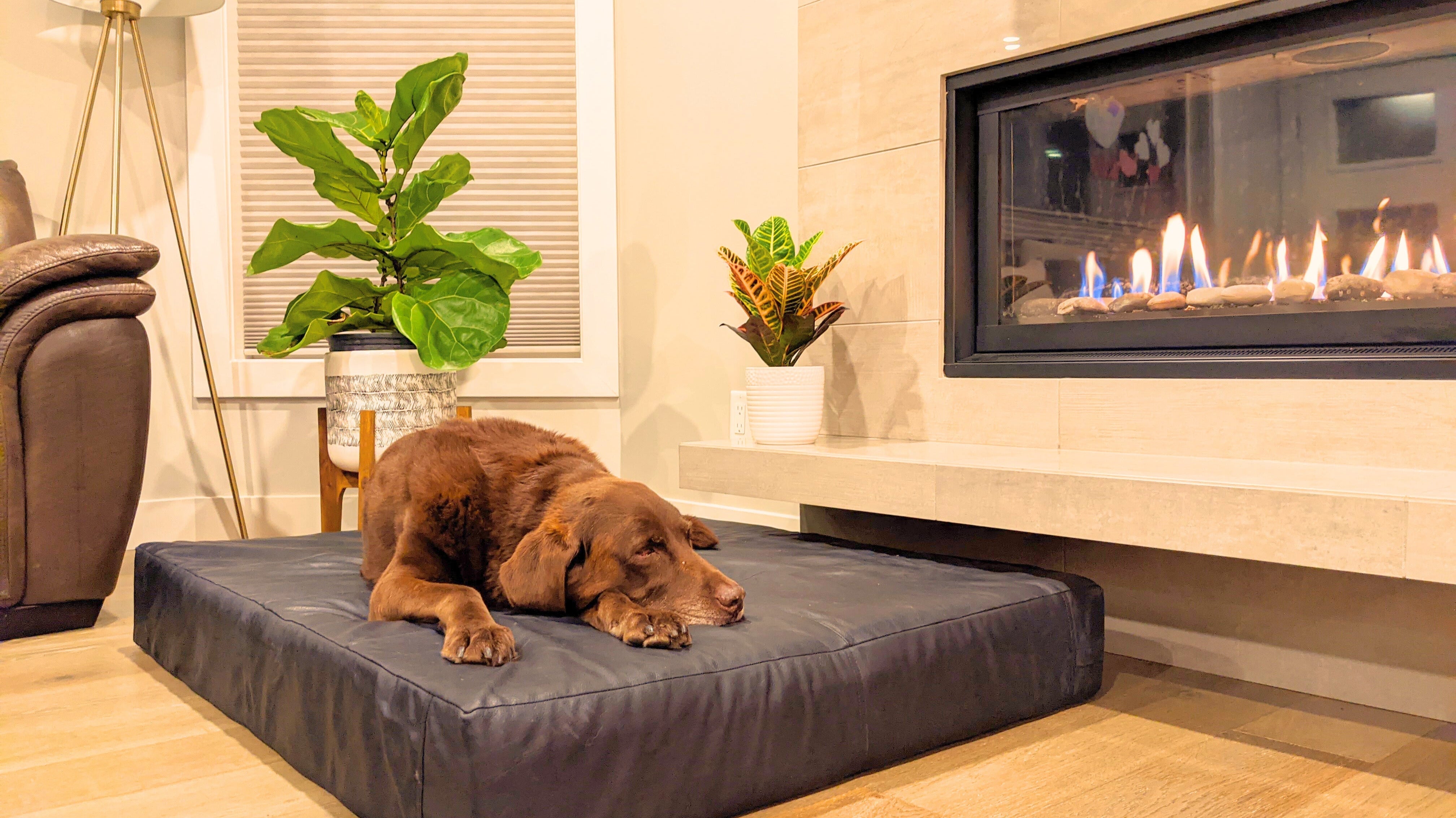 Why Le Bed is the Best Bed for Senior Dogs