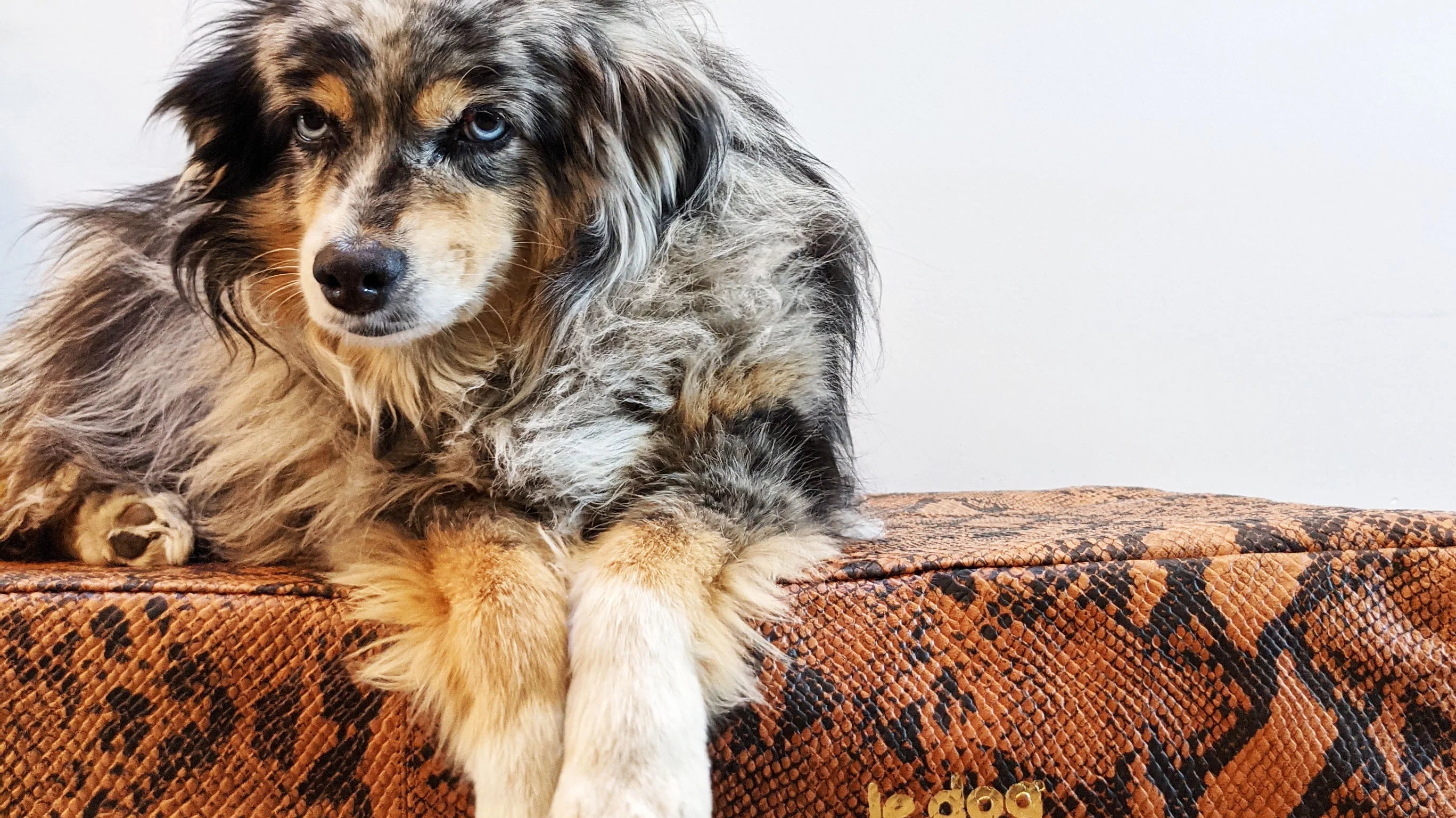 Paws for a Cause: How You Can Help During the Holidays