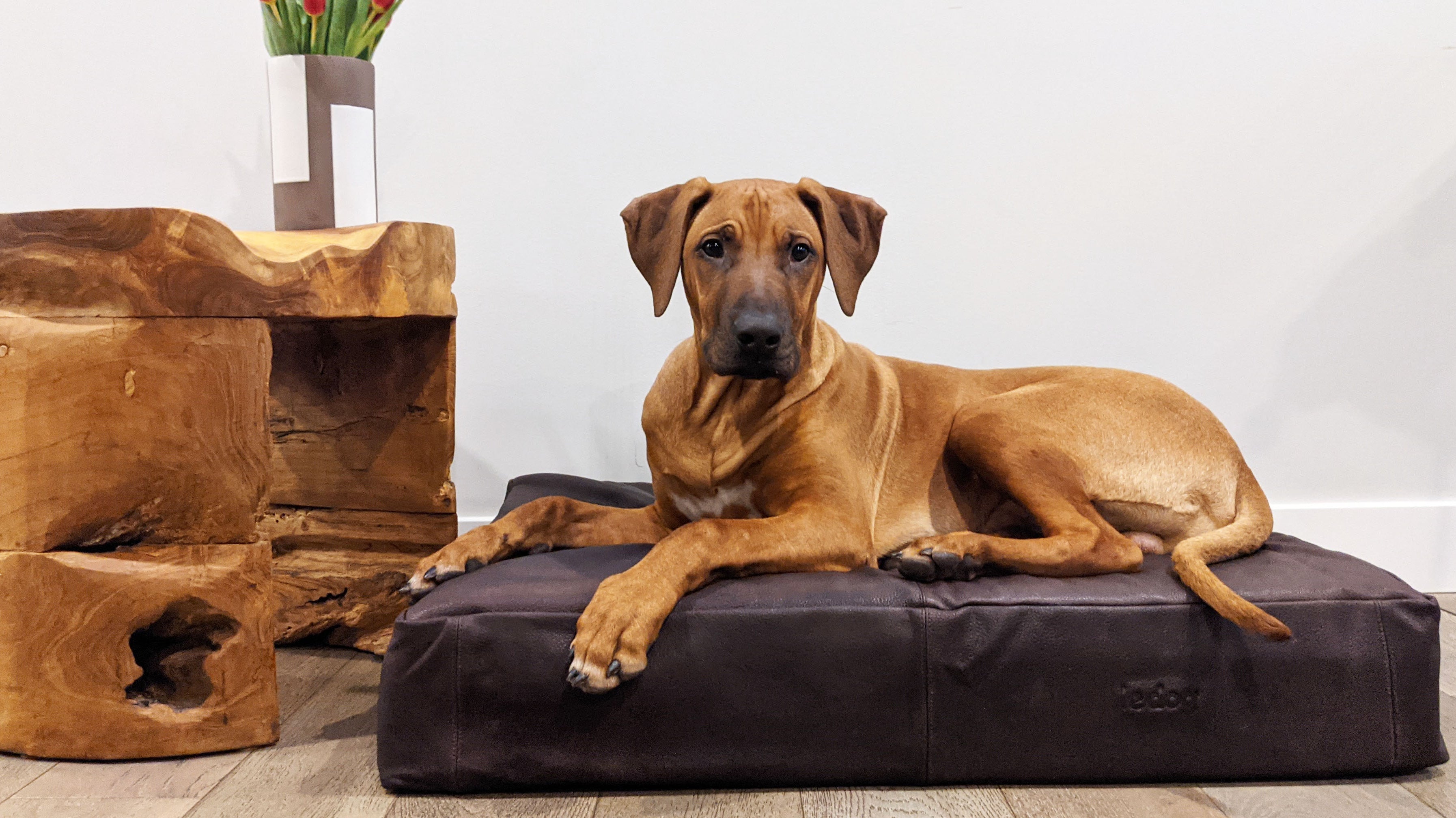 best dog beds
