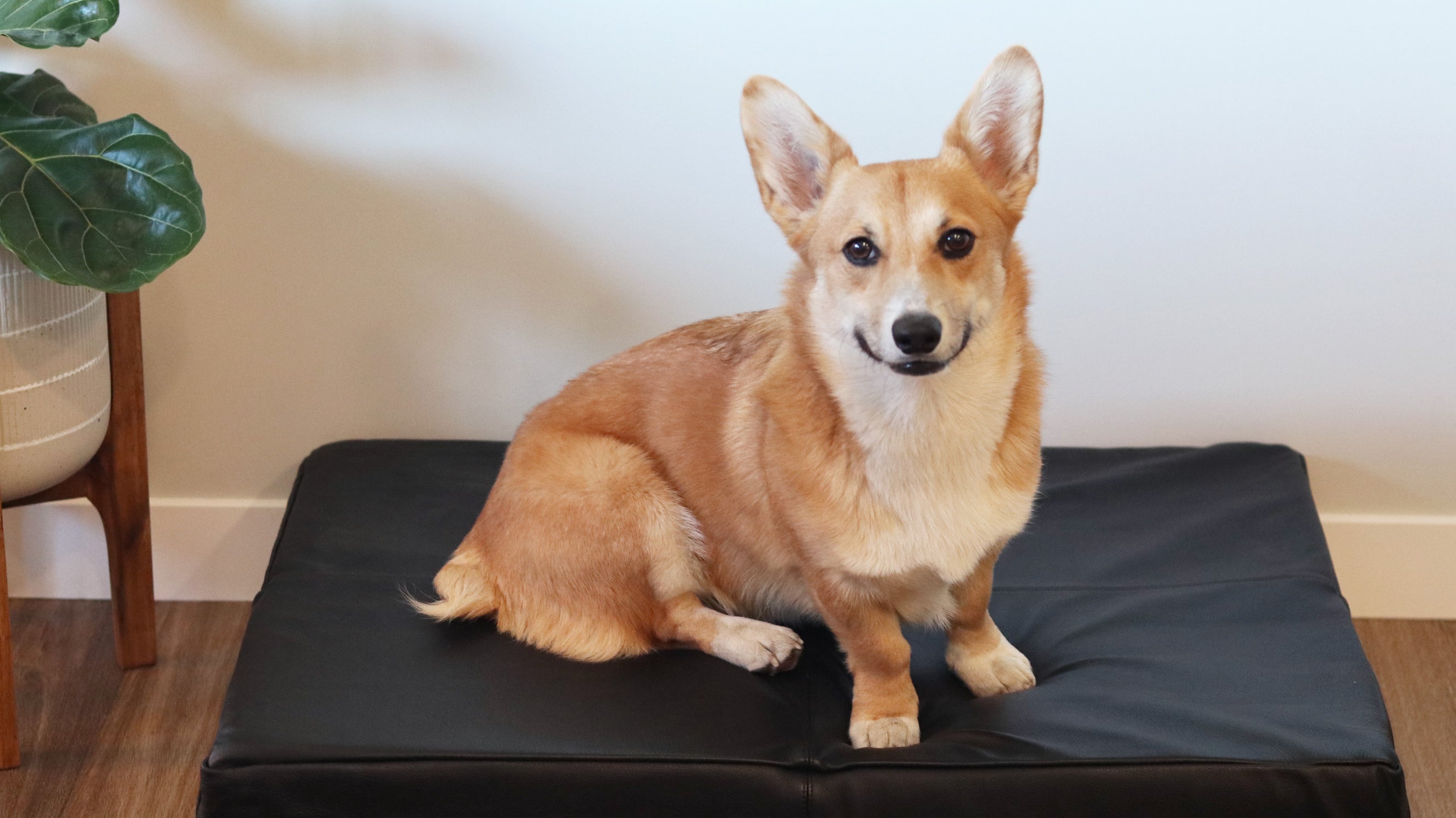 How To Style A Dog Bed | 3 Interior Design Tips