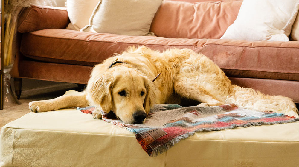Why Your Dog Needs an Orthopaedic Dog Bed That Actually Supports Their Joints and Bones