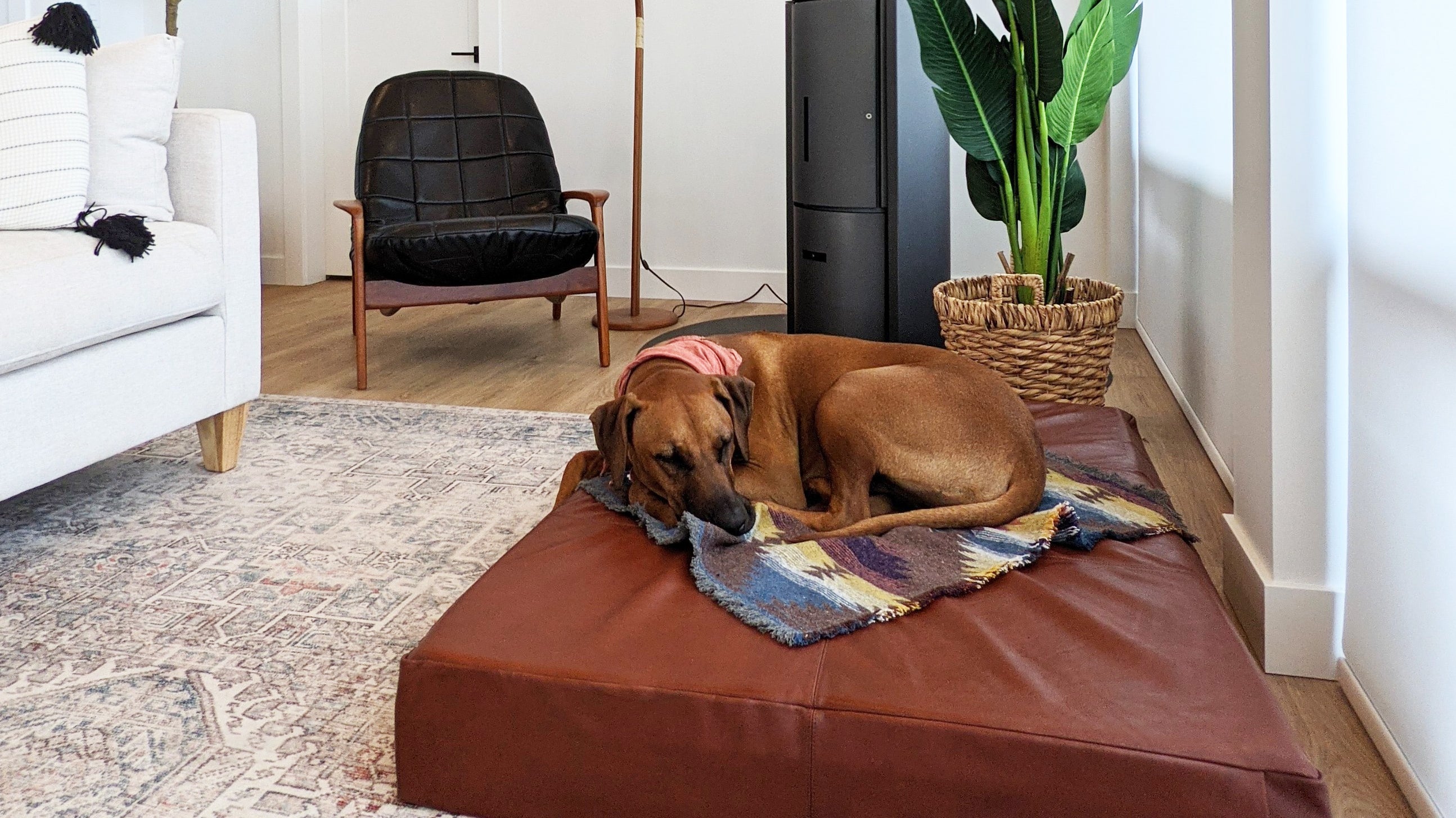 The Best Dog Bed For A Stylish Dog-Friendly Home  | Leather Dog Bed