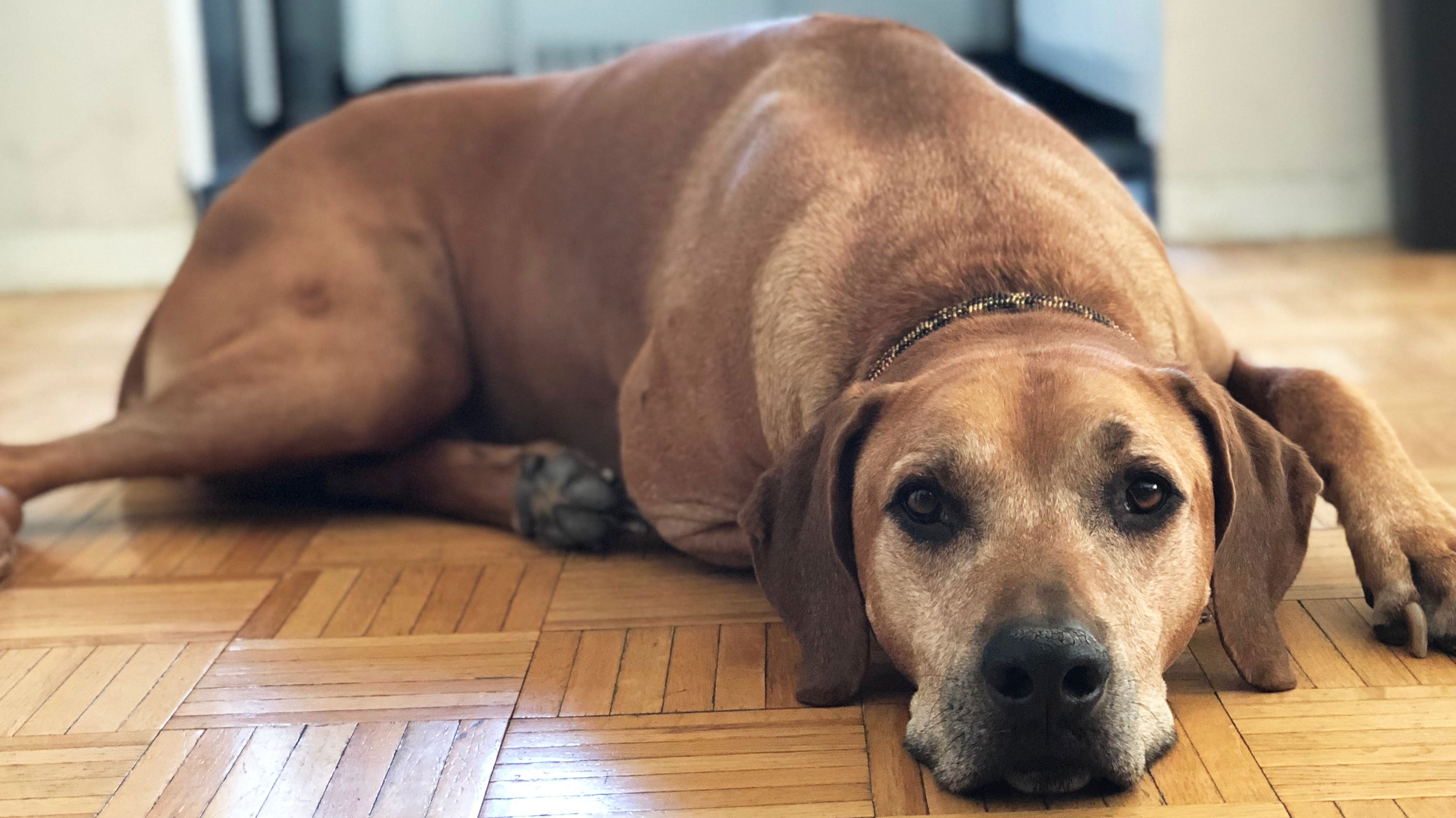 Best dog bed for Senior Dogs