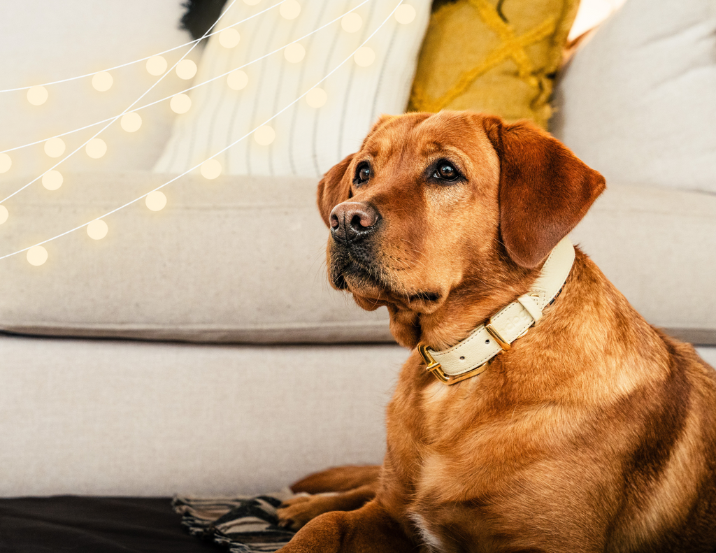 Ultimate Gift Guide for the Dog Paw-rent in Your Life