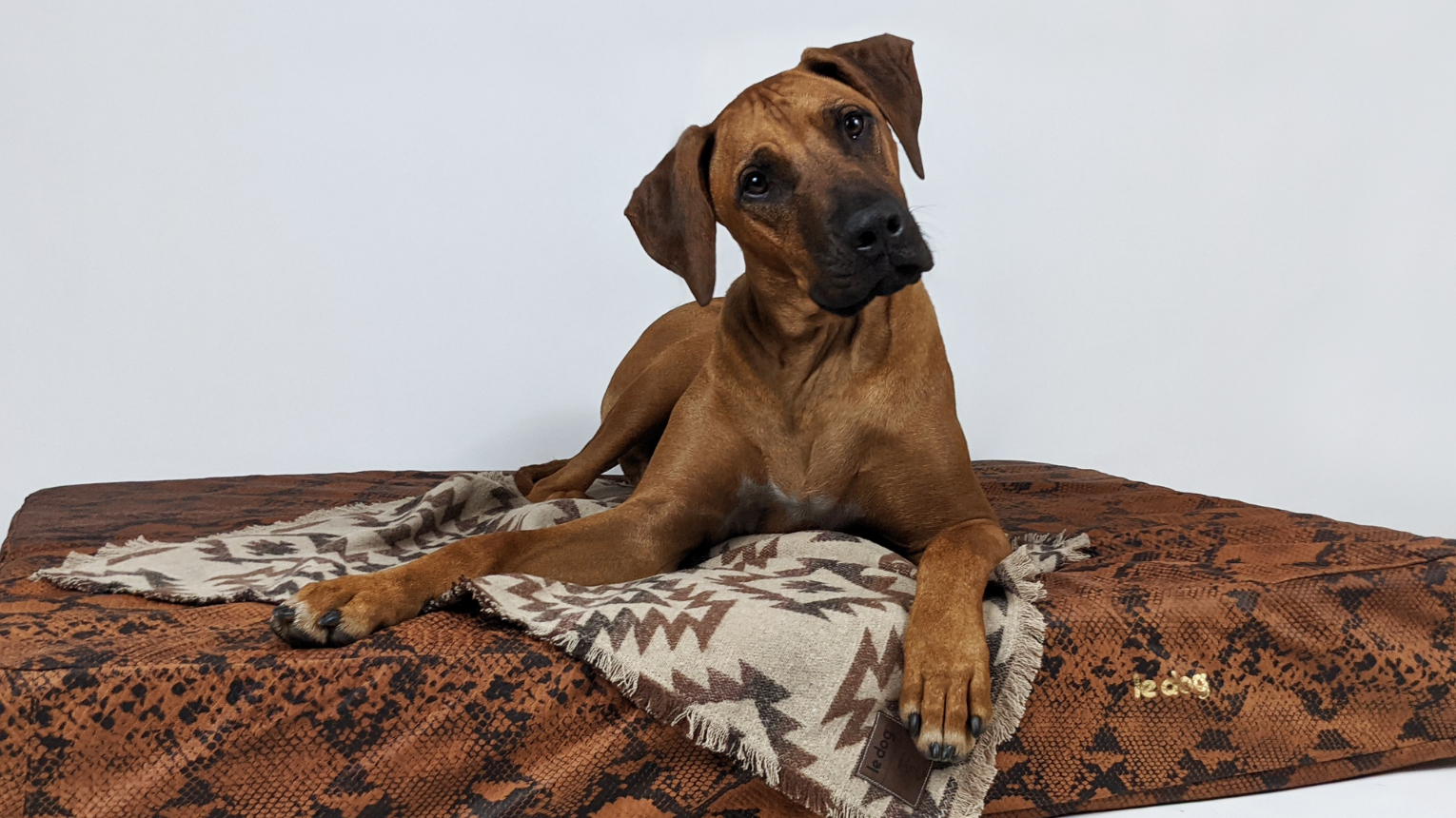 Fabric vs. Leather  | 5 Reasons Why You Need A Leather Dog Bed