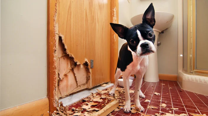 Our Furry Friends Feel the Feels, Too 💕😬🥺🐶