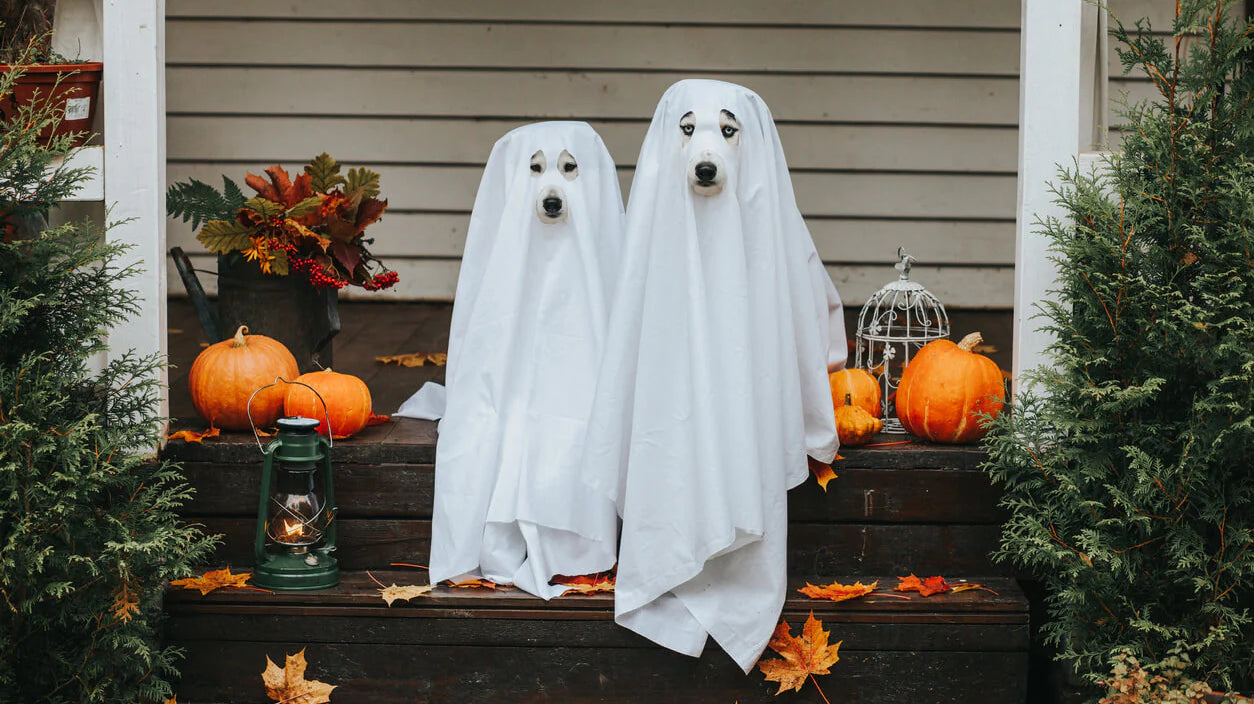Halloween Fun with Le Dog!