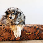 multi colored dog laying on python Le bed