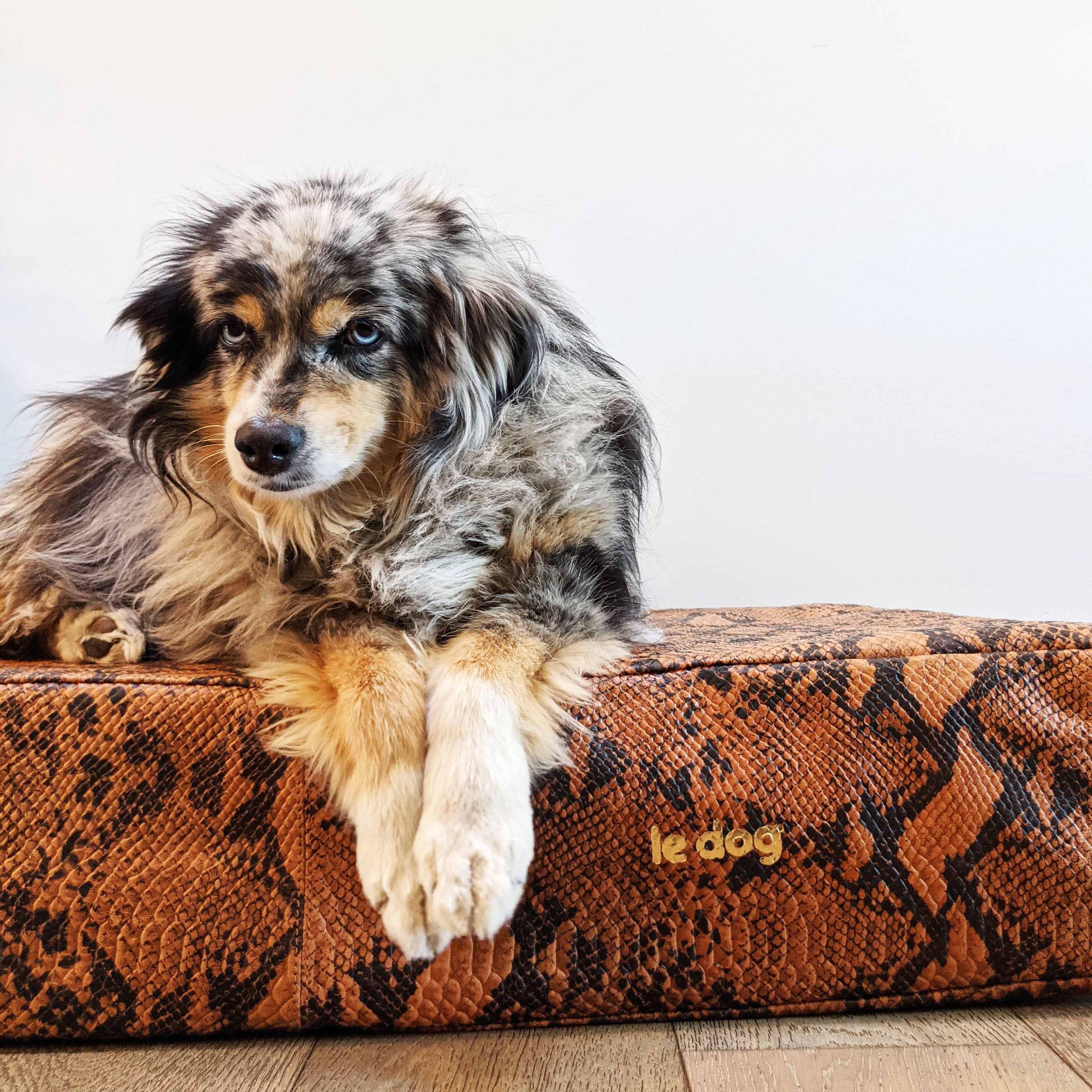 multi colored dog laying on python Le bed