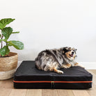 Dog laying on modern Le bed