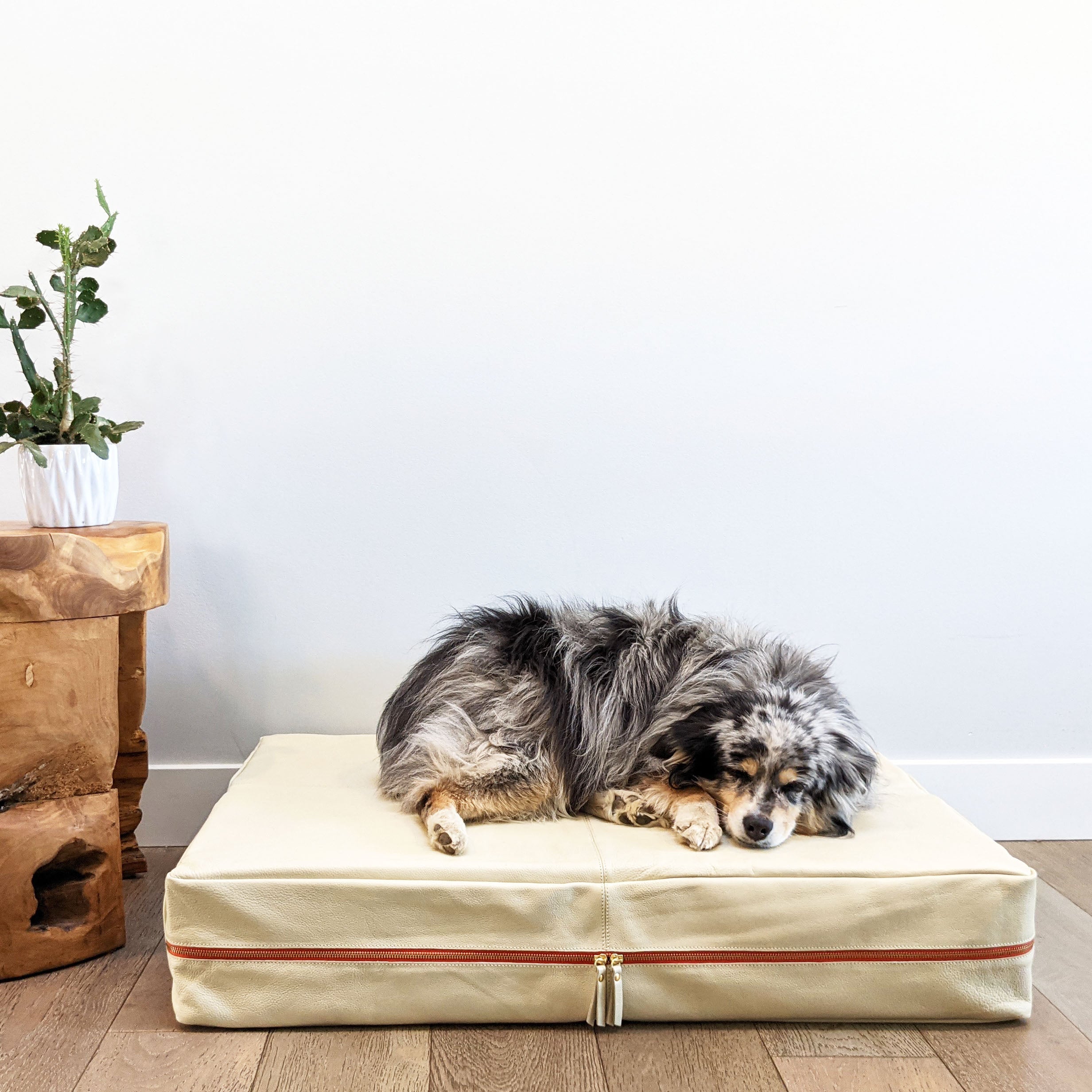 Multi colored dog sleeping on Bone Le bed
