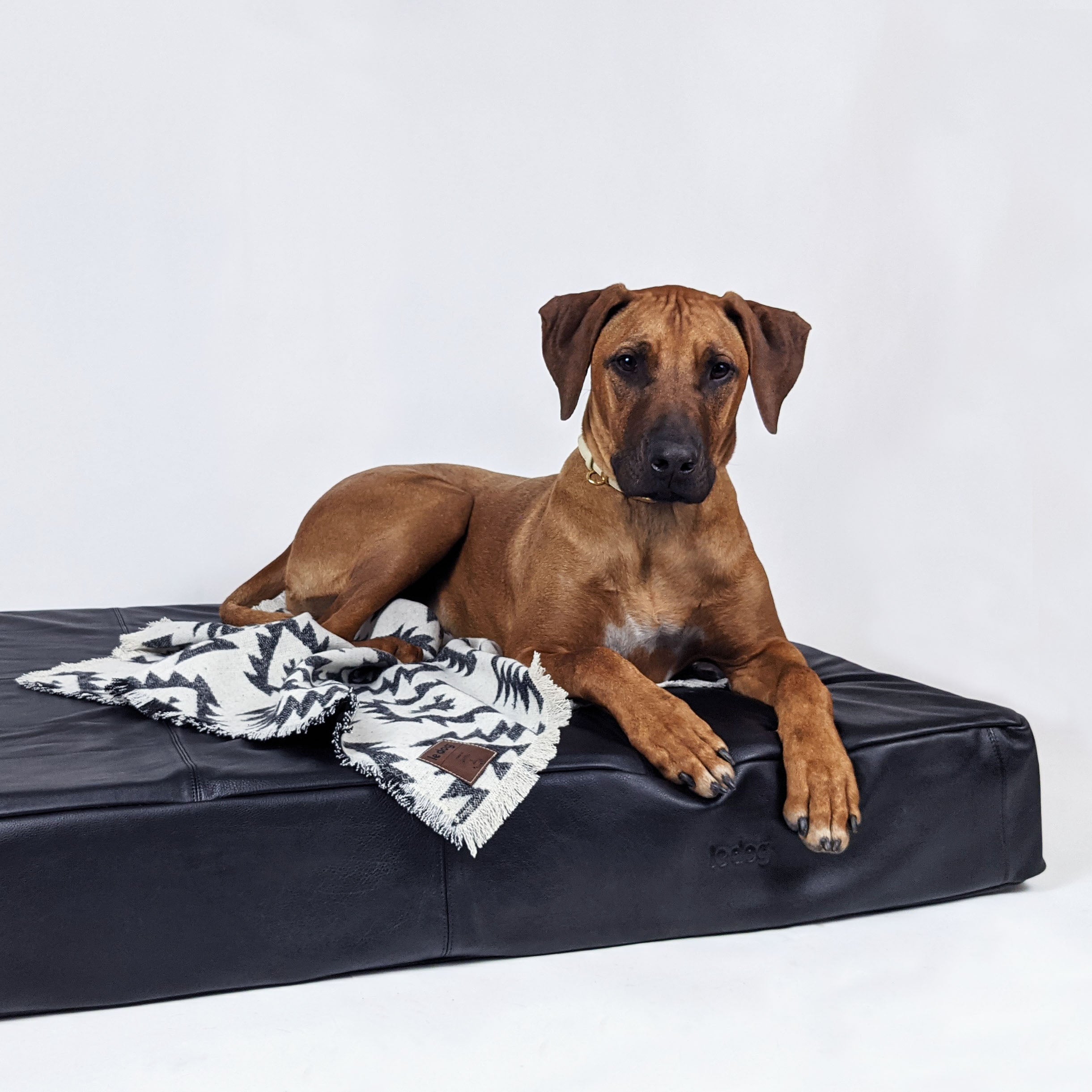 Brown dog laying on black Le bed