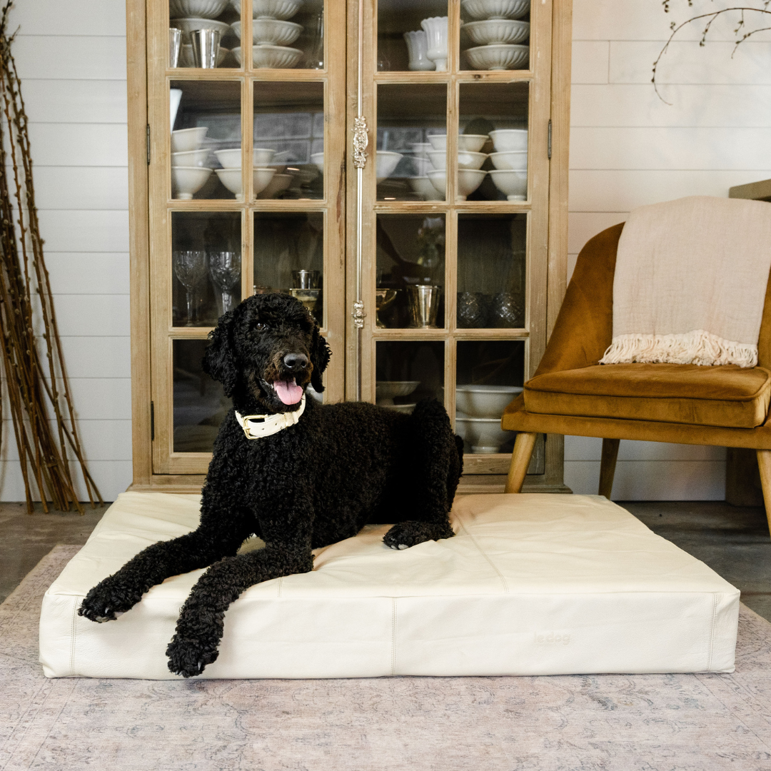 Black dog laying on bone Le bed
