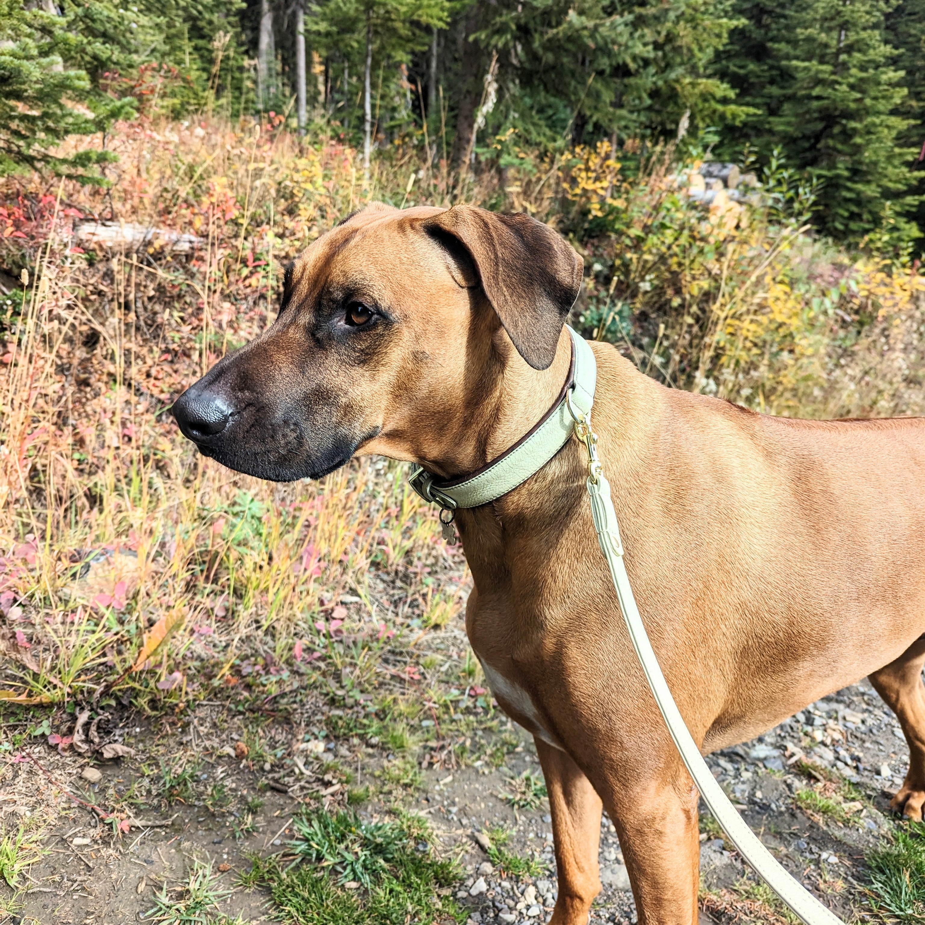 XL bone leather leash