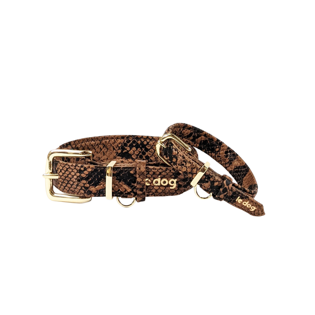 Python padded leather collar with brass hardware small and medium breeds 