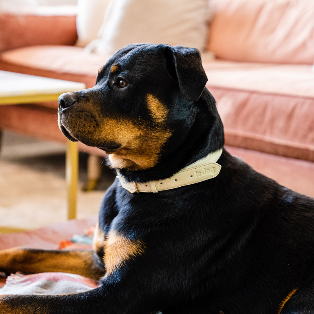 Le Dog Padded Collar in Bone