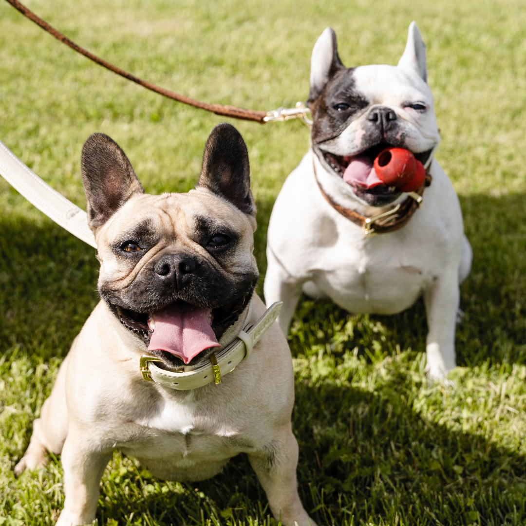 Le Dog Le Walk System