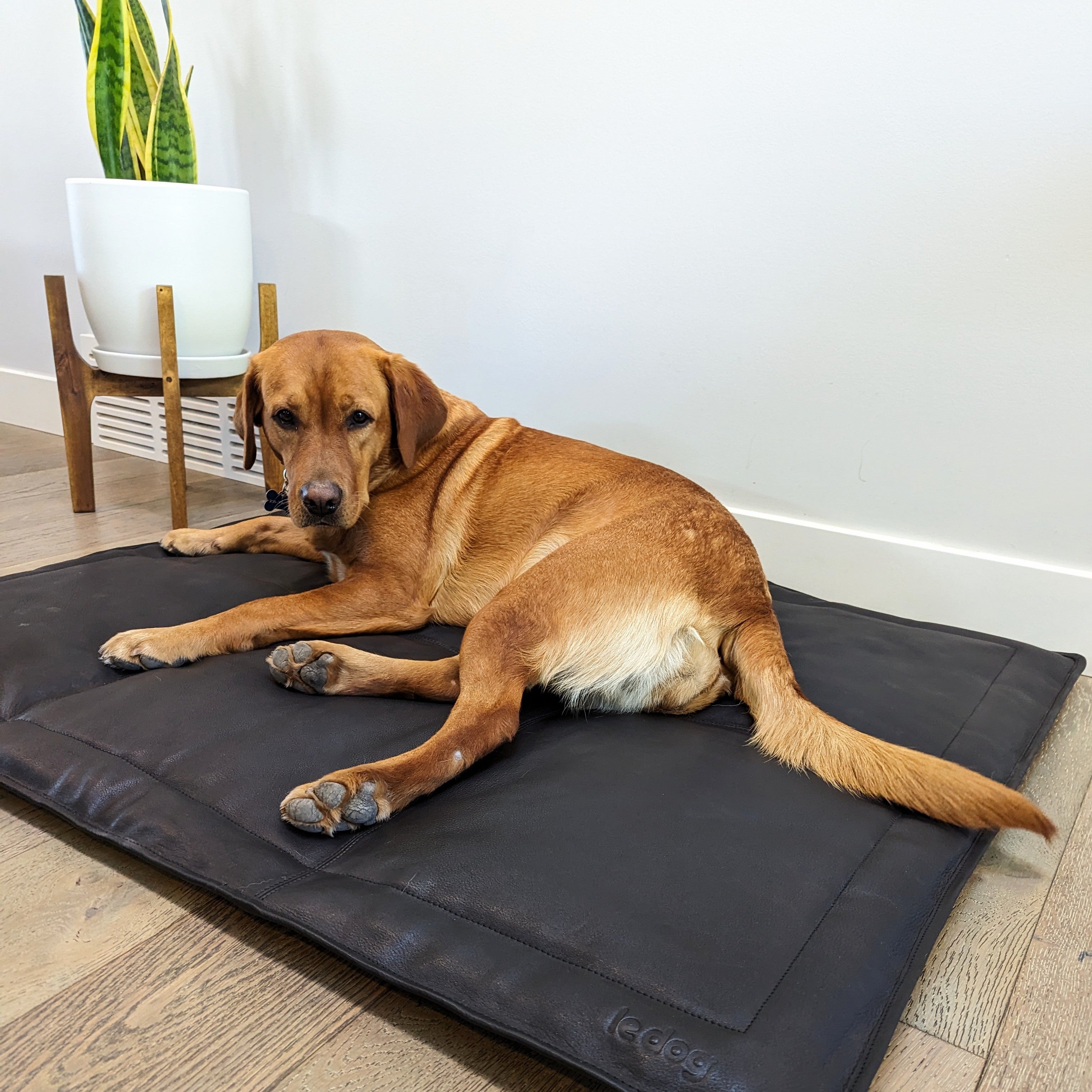 Image of a Labrador lying on a Le Dog Company leather mat that is easy to clean and stylish for your home.