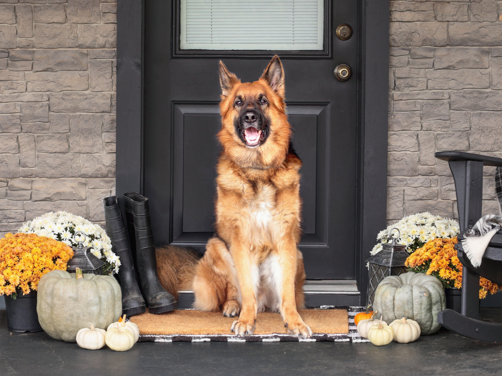Le Dog Company | Keep Your Dog Safe & Happy on Thanksgiving Day