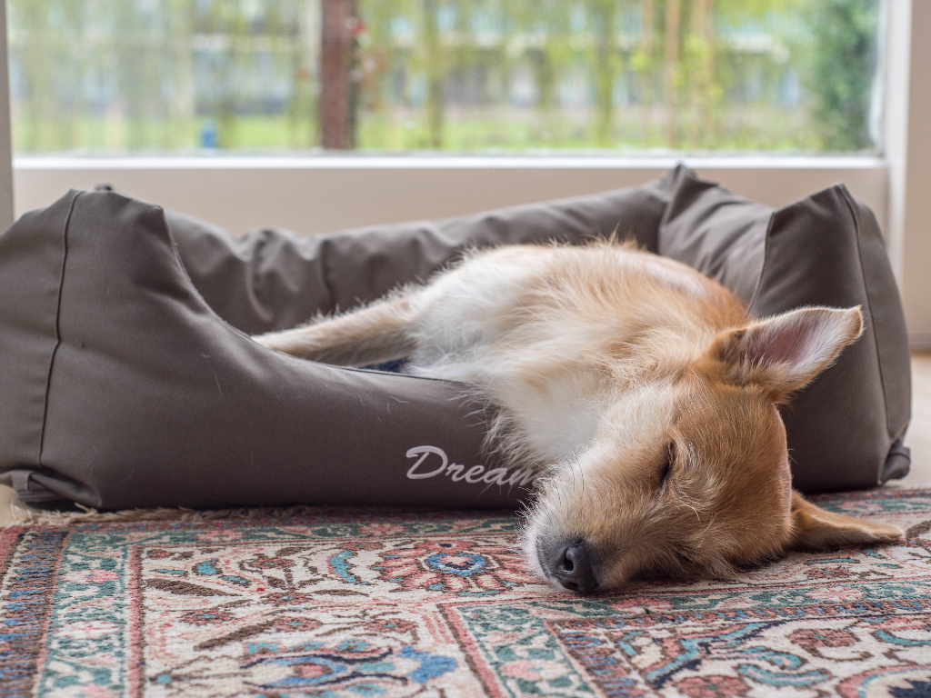 Why Most Dog Beds Need Constant Washing (And What to Do Instead)