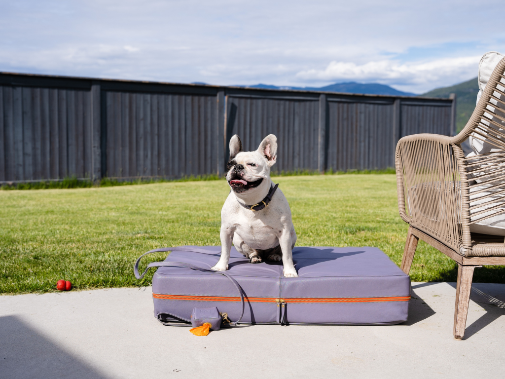 Top Tips on How to Keep Your Dog Cool During Hot Summer Months