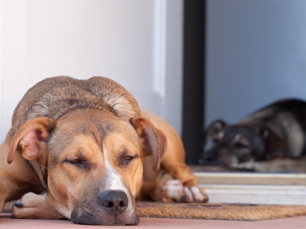Decoding Your Dog's Sleeping Positions