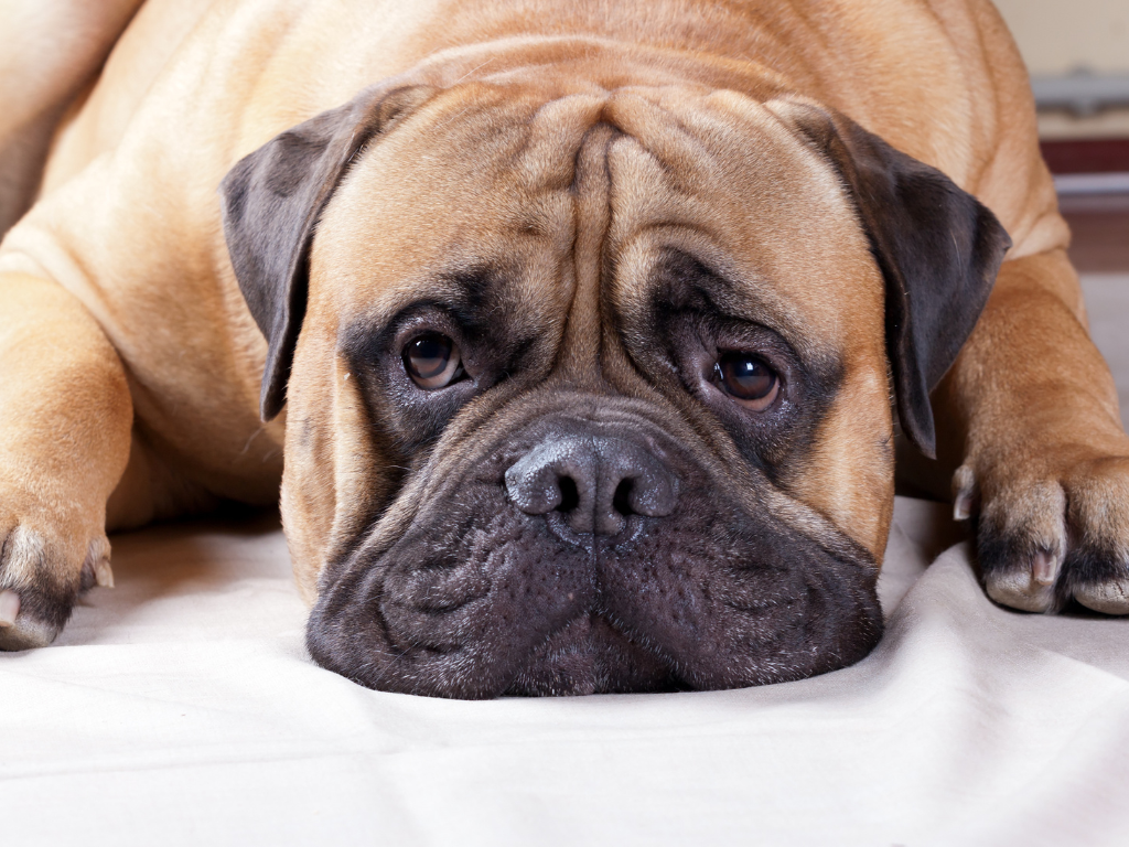 What to Know Before Getting a Large Breed Dog - Your Ultimate Guide