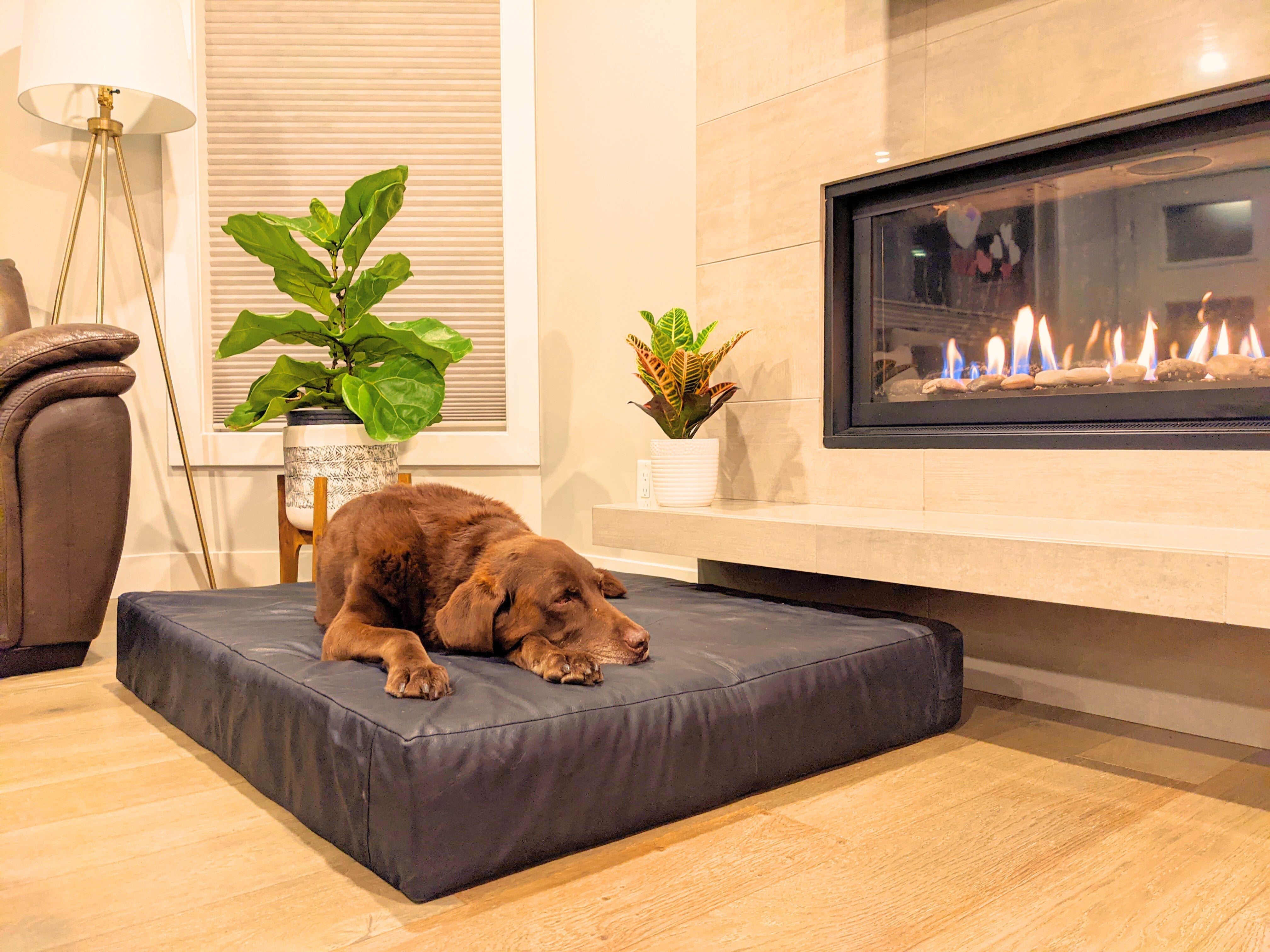 Why Le Bed is the Best Bed for Senior Dogs