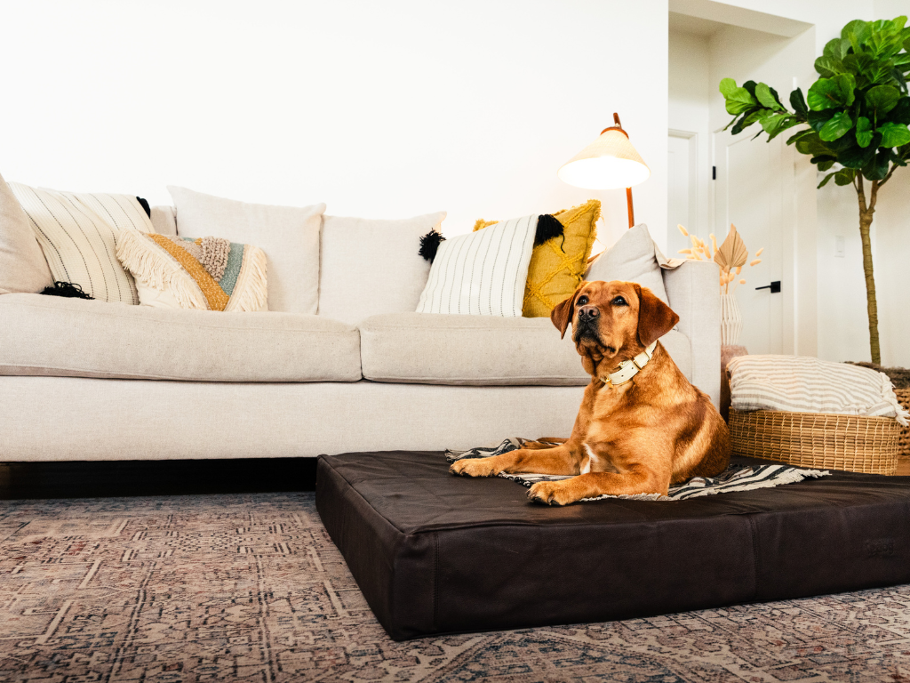 What Most Dog Beds Miss And How Le Dog Solves It