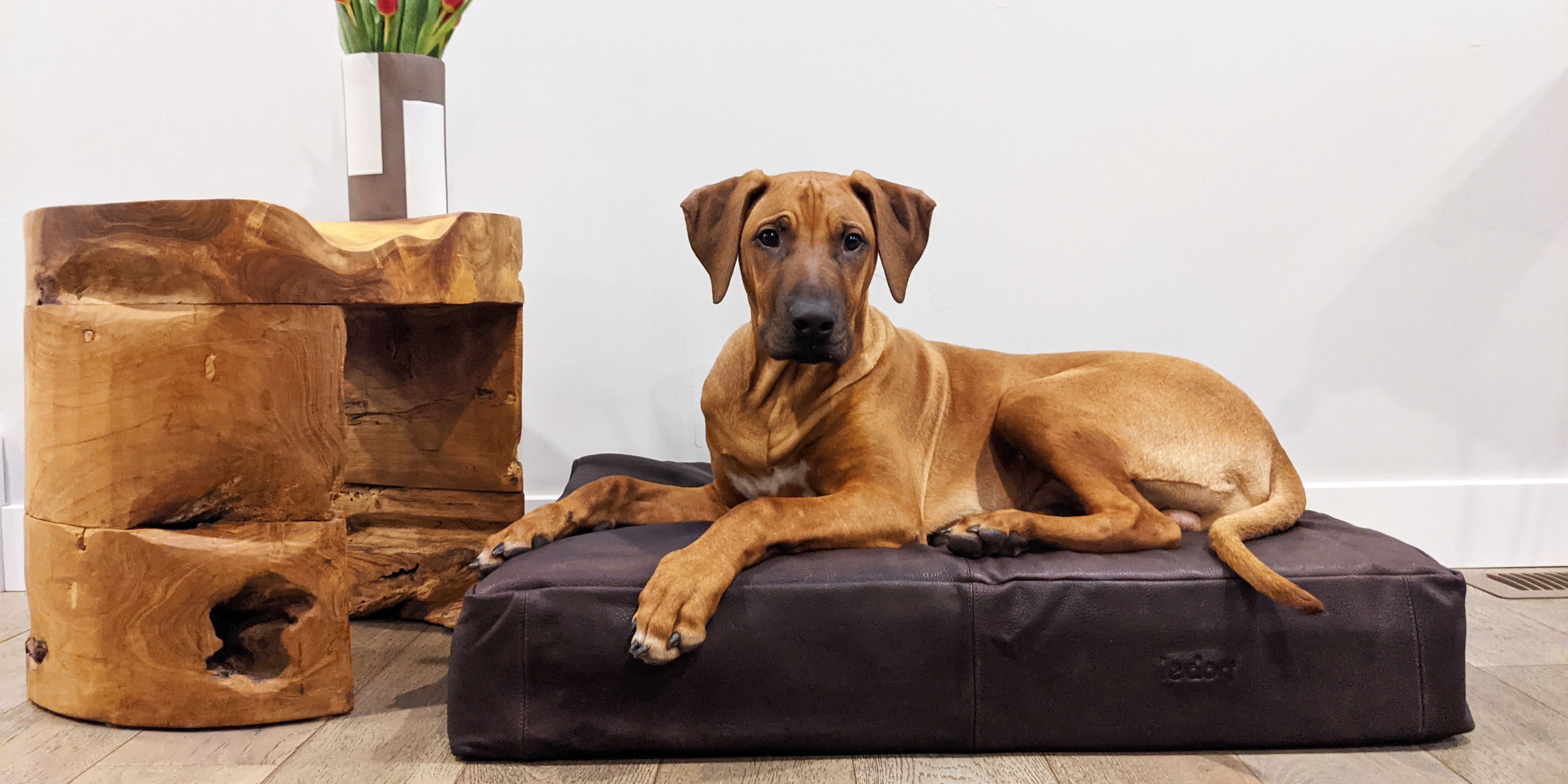 best dog beds