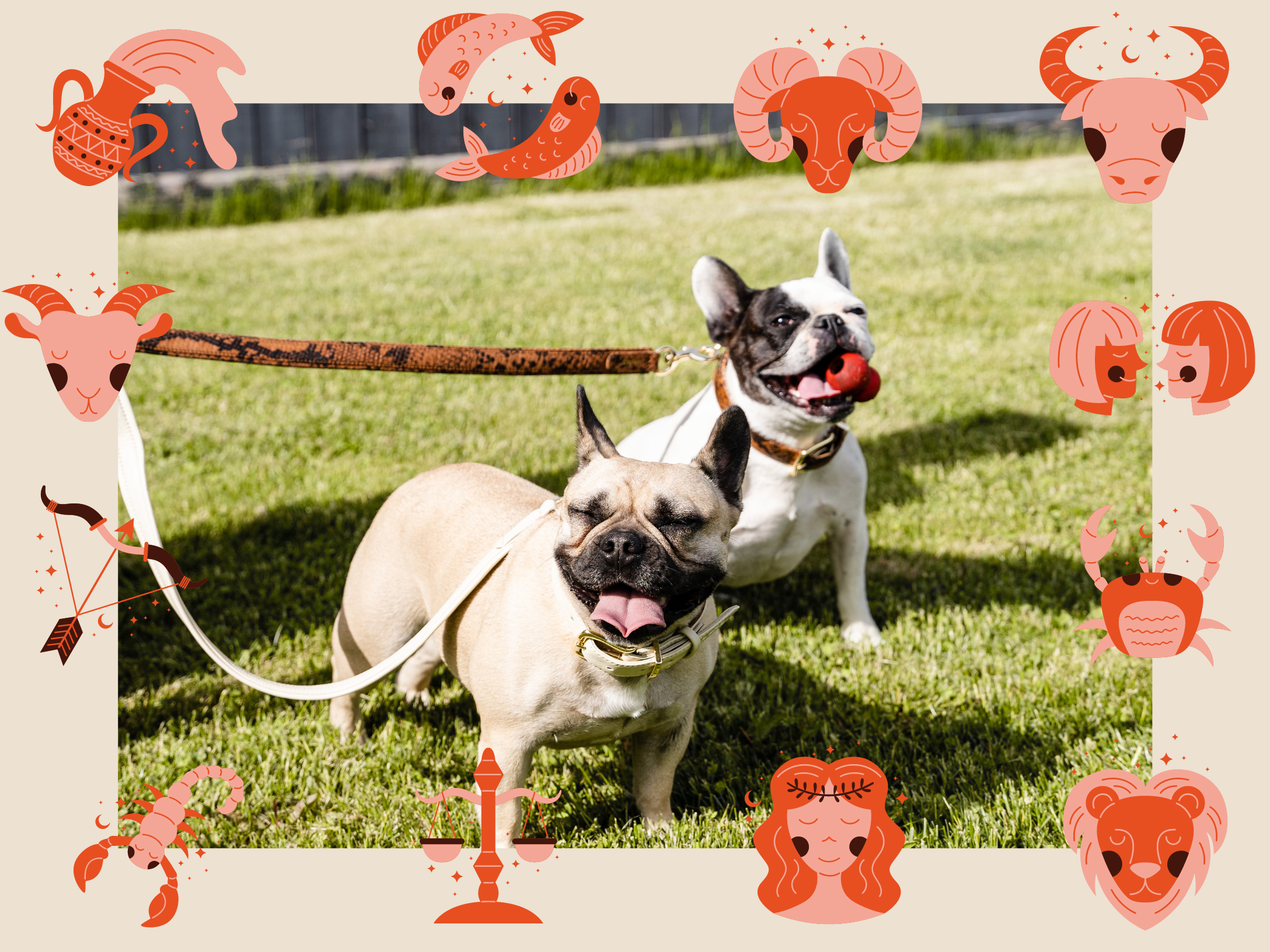 The Stars Have Spoken: The Best Dog Match for Each Astrological Sign