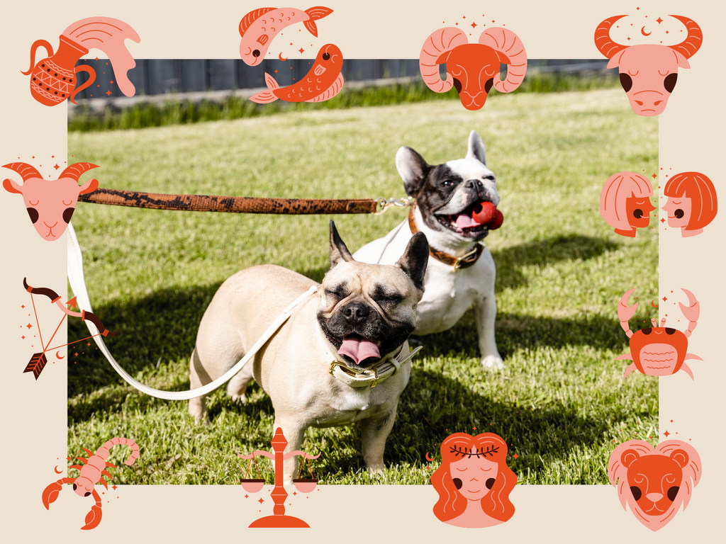 The Stars Have Spoken: The Best Dog Match for Each Astrological Sign