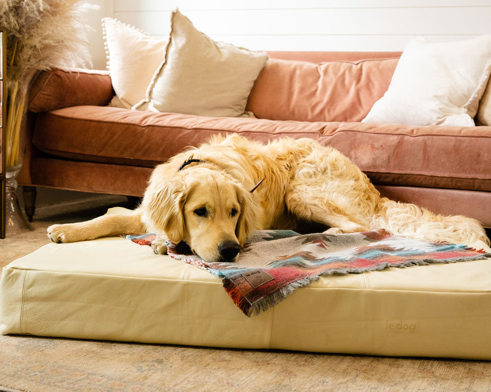Why Your Dog Needs an Orthopaedic Dog Bed That Actually Supports Their Joints and Bones