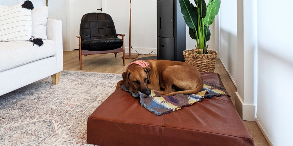 The Best Dog Bed For A Stylish Dog-Friendly Home  | Leather Dog Bed