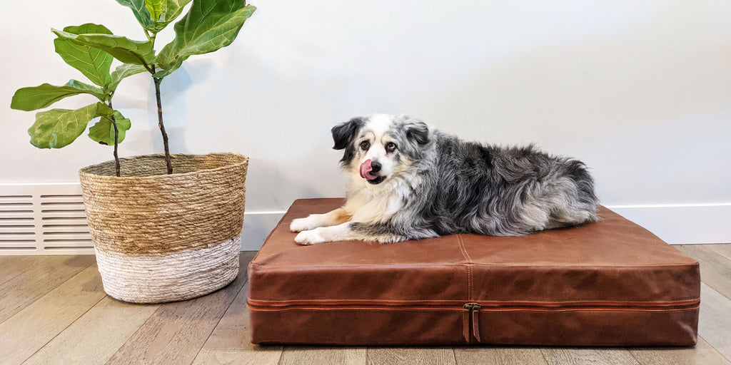 How To Never Wash Your Dog Bed Again | The World's First No Launder Dog Bed