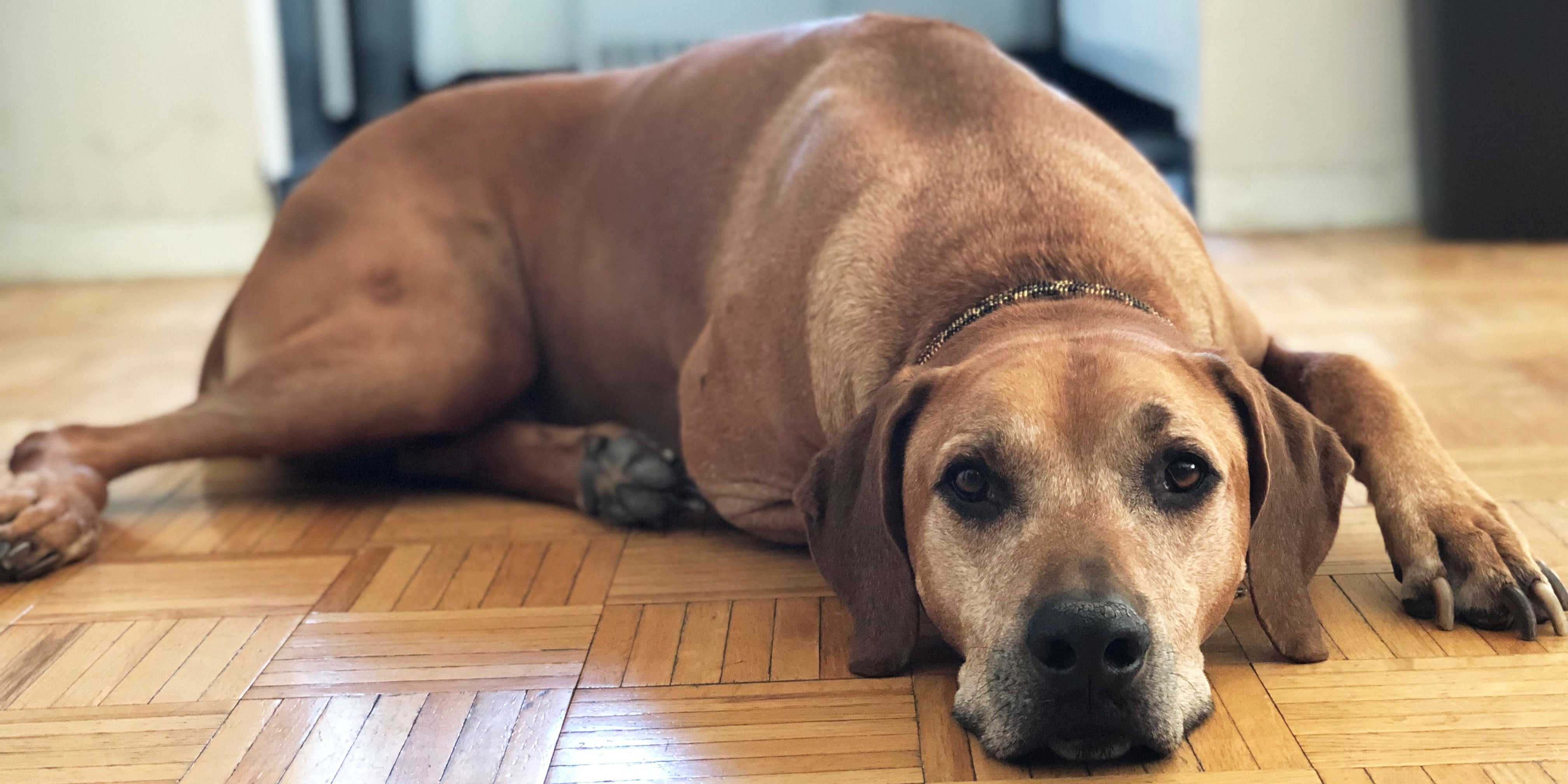 Best dog bed for Senior Dogs