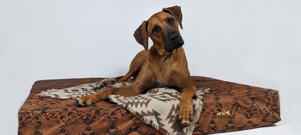 Fabric vs. Leather  | 5 Reasons Why You Need A Leather Dog Bed