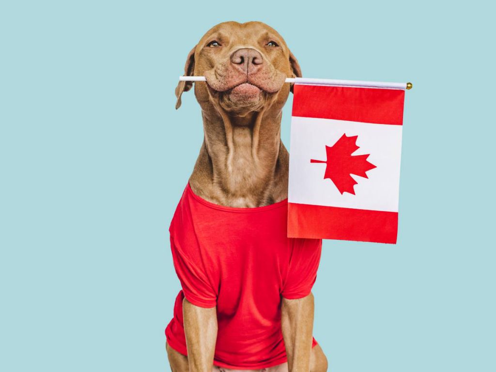 Le Dog - A Canadian Tail