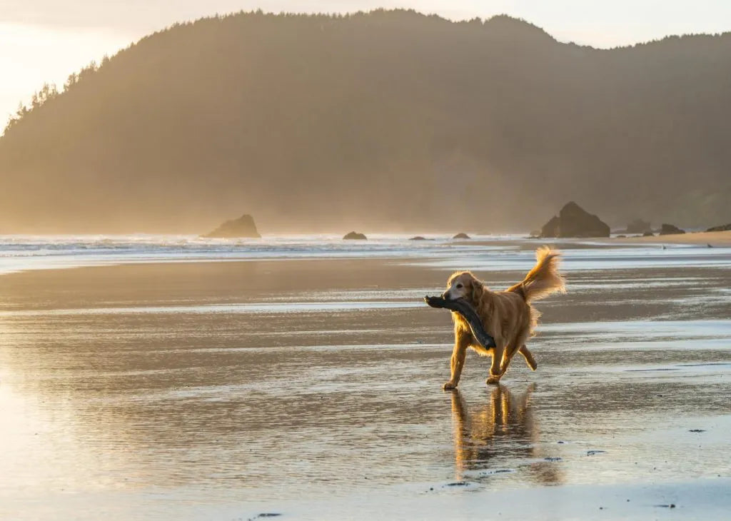 Top 10 Dog-Friendly Bucket List Trips on the West Coast