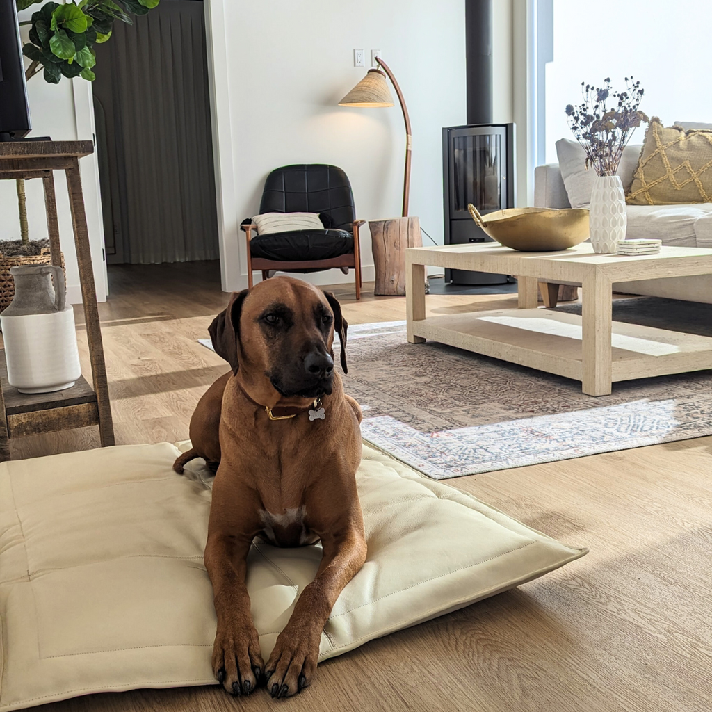 Image of Rhodesian Ridgeback laying on a leather mat by Le Dog Company in a stylish living room.